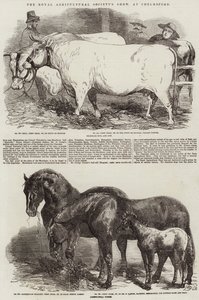 La mostra della Royal Agricultural Society a Chelmsford